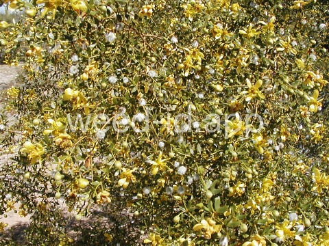 creosotebush